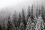 Winter Mist Wall Art