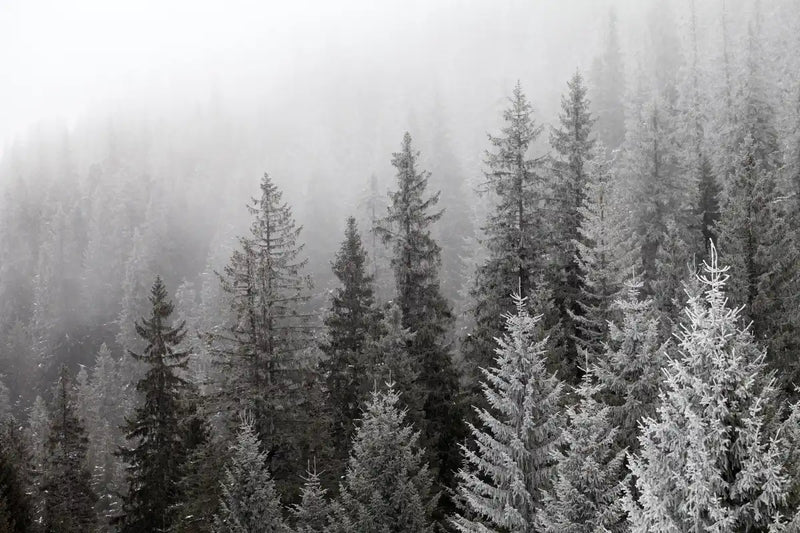 Winter Mist Wall Art