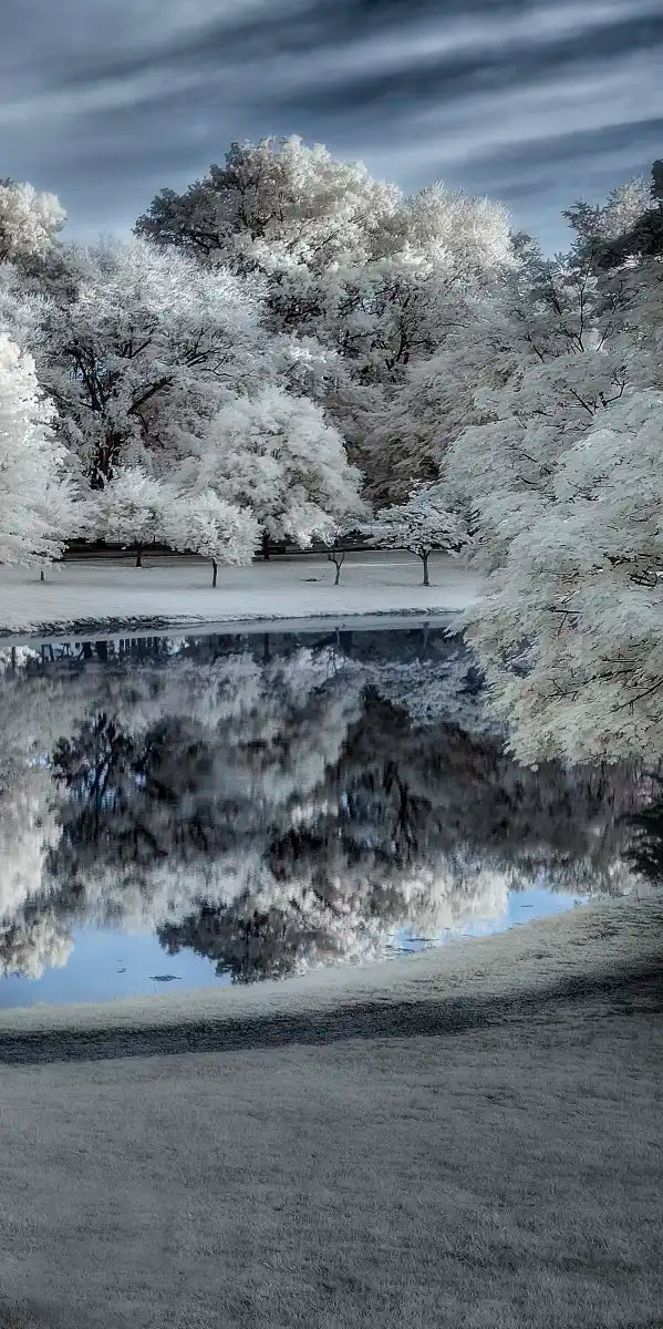 Winter Nightscape Wall Art