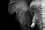 Wise Elephant Wall Art