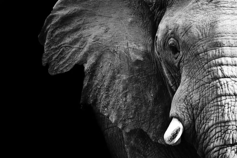 Wise Elephant Wall Art