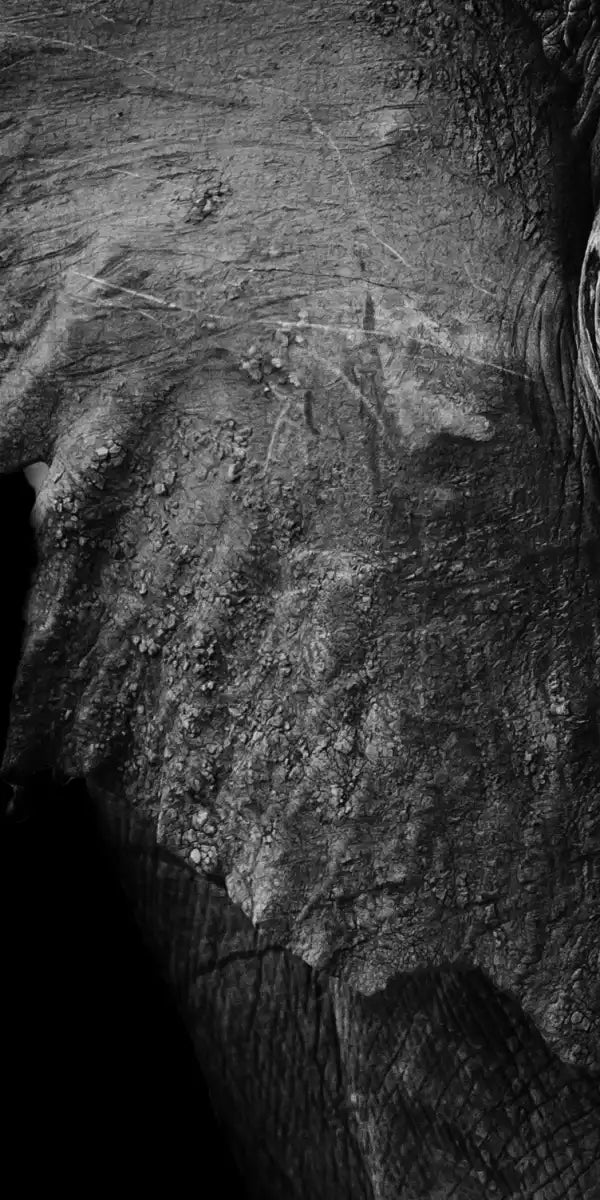 Wise Elephant Wall Art