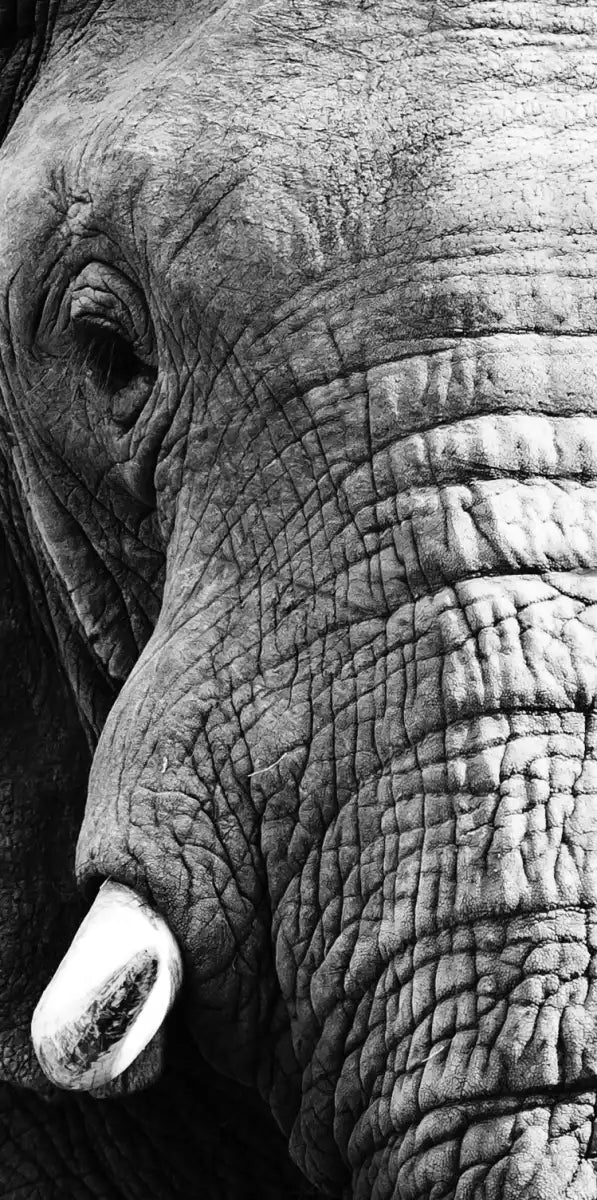 Wise Elephant Wall Art