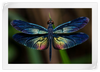 Prismatic Dragonfly Wall Art