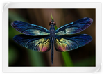 Prismatic Dragonfly Wall Art