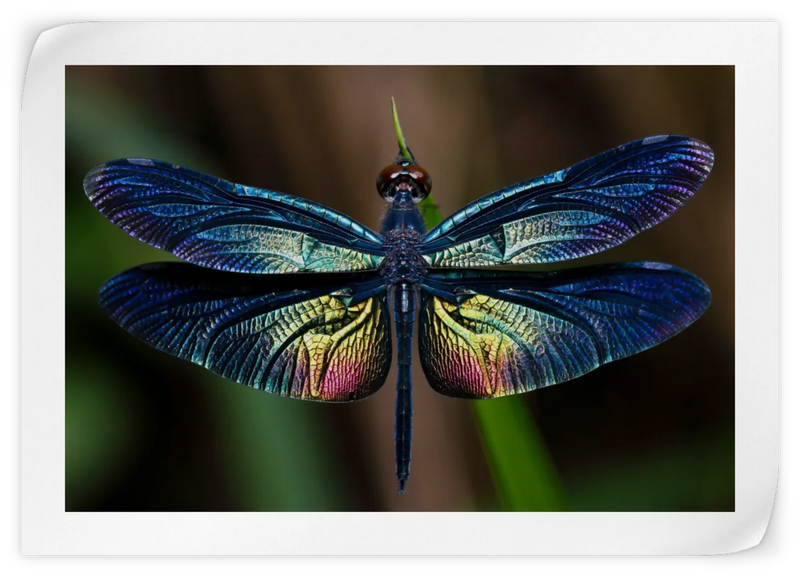 Prismatic Dragonfly Wall Art
