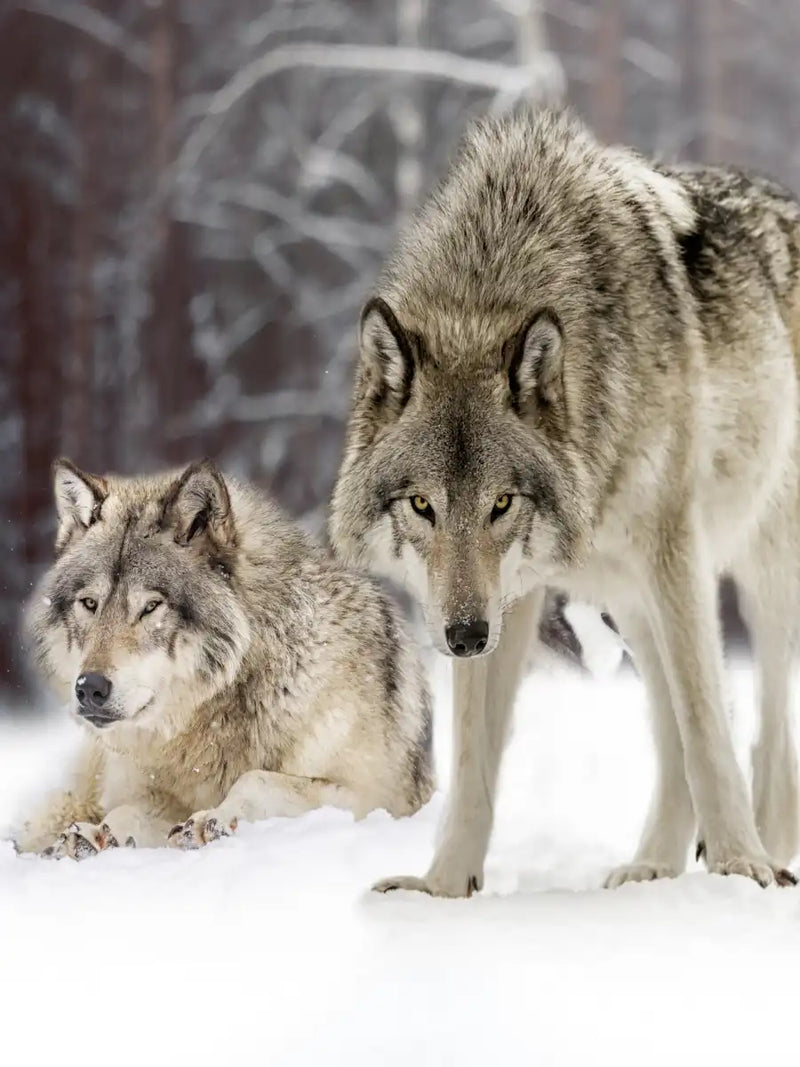 Wolf Pack Wall Art