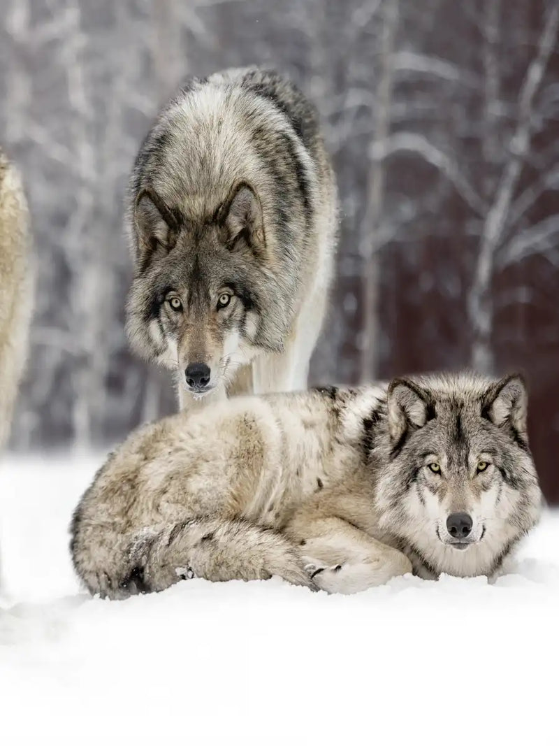 Wolf Pack Wall Art