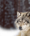 Wolf Pack Wall Art