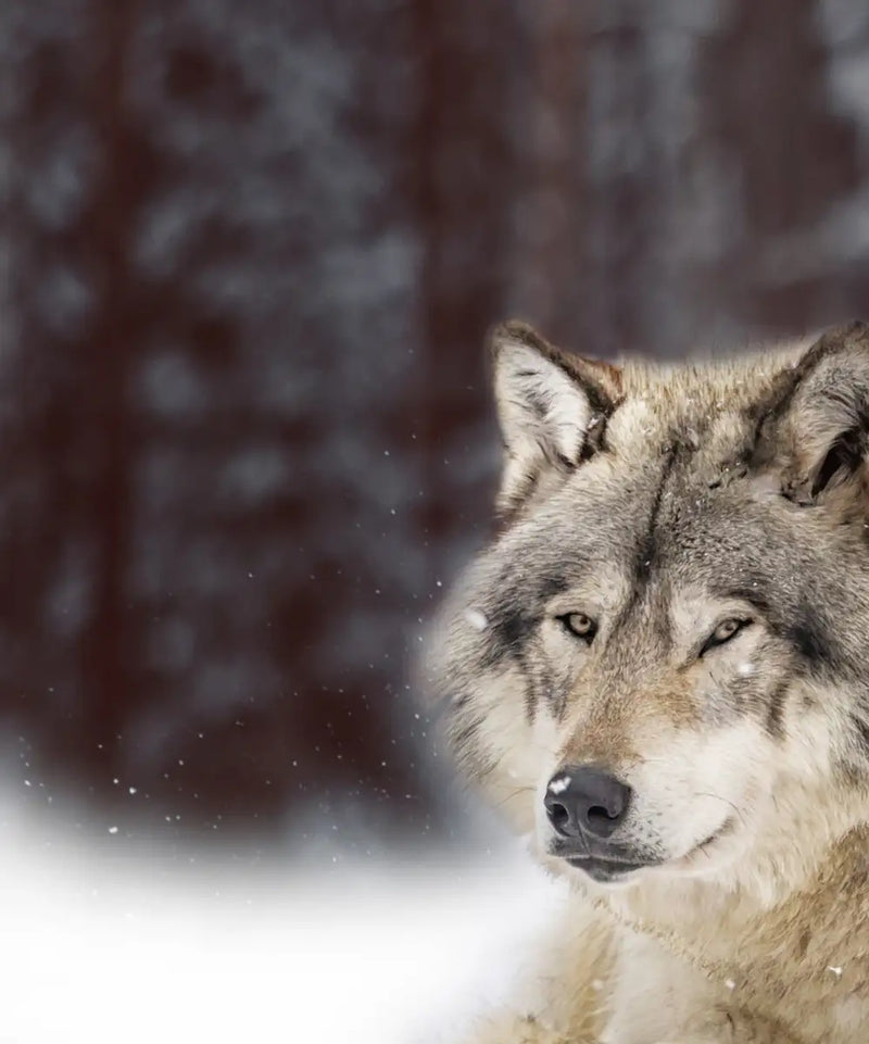 Wolf Pack Wall Art