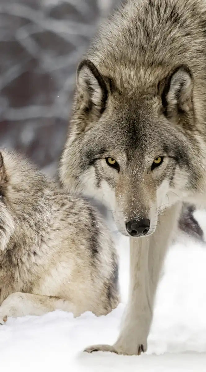 Wolf Pack Wall Art