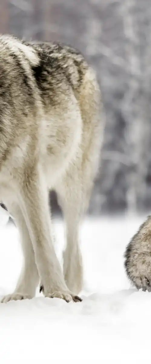 Wolf Pack Wall Art