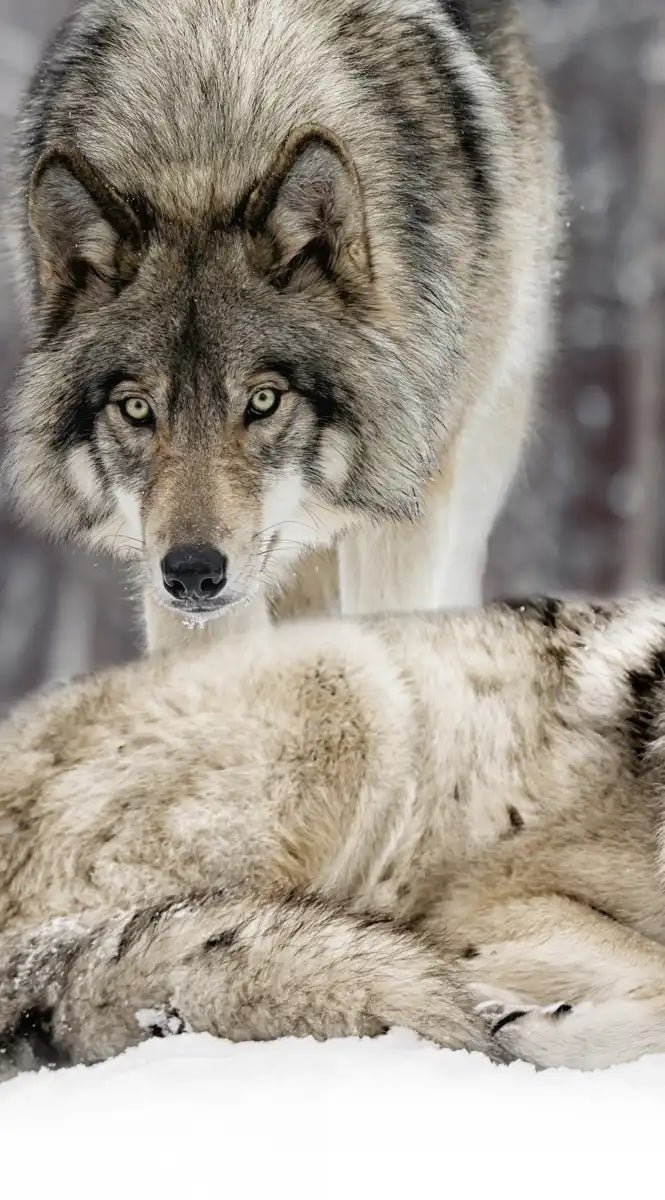 Wolf Pack Wall Art