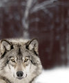 Wolf Pack Wall Art