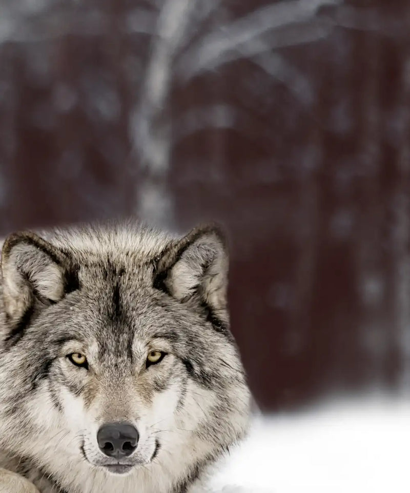 Wolf Pack Wall Art