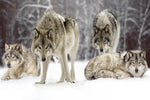 Wolf Pack Wall Art