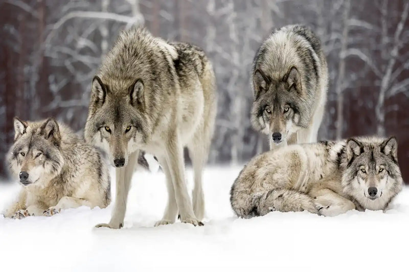 Wolf Pack Wall Art