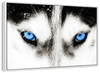 Husky's Eyes Wall Art