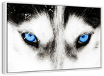 Husky's Eyes Wall Art