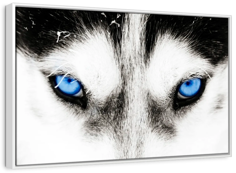 Husky's Eyes Wall Art