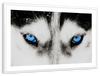Husky's Eyes Wall Art