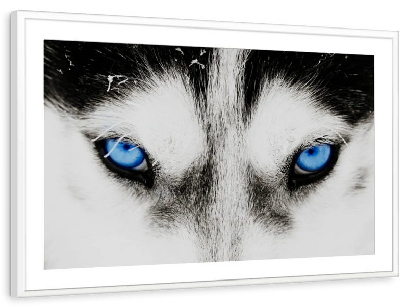 Husky's Eyes Wall Art