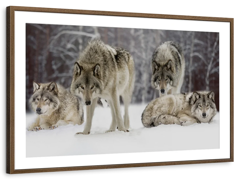 Wolf Pack Wall Art