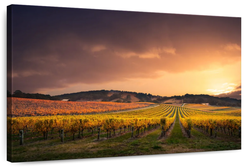 South Australia Vineyard Wall Art