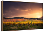 South Australia Vineyard Wall Art