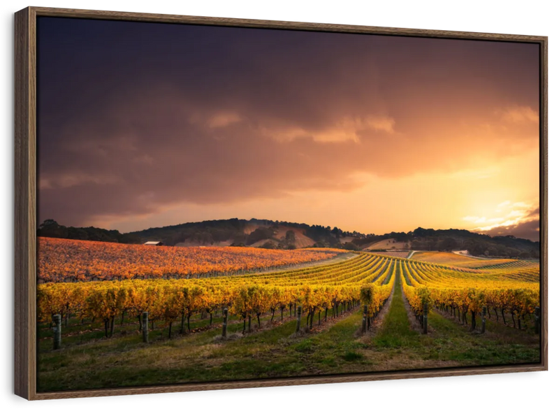 South Australia Vineyard Wall Art