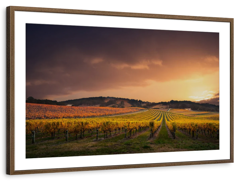 South Australia Vineyard Wall Art