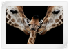 Happy Giraffe Family Wall Art
