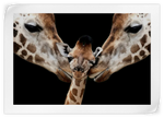 Happy Giraffe Family Wall Art