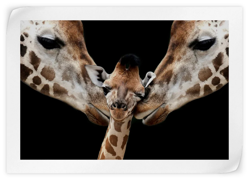 Happy Giraffe Family Wall Art