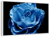 Misty Blue Rose Wall Art
