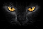 Yellow Eyed Cat Wall Art