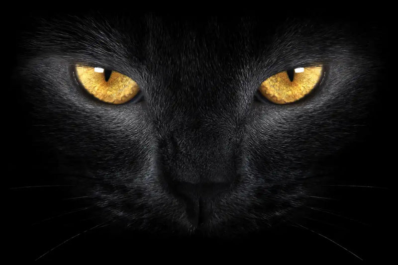 Yellow Eyed Cat Wall Art