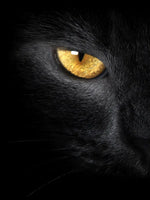 Yellow Eyed Cat Wall Art