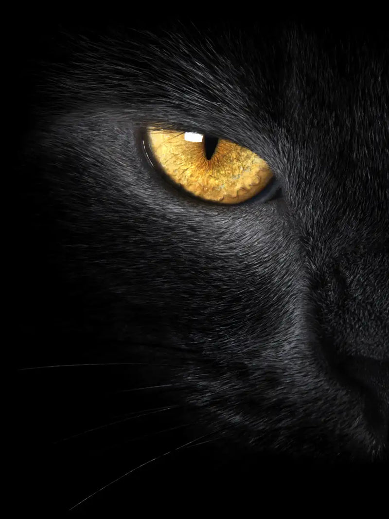 Yellow Eyed Cat Wall Art