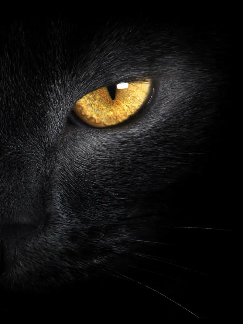 Yellow Eyed Cat Wall Art