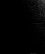 Yellow Eyed Cat Wall Art
