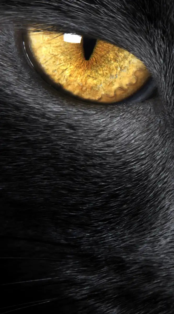 Yellow Eyed Cat Wall Art