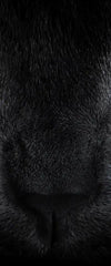Yellow Eyed Cat Wall Art