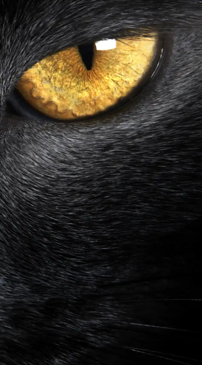 Yellow Eyed Cat Wall Art