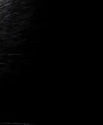 Yellow Eyed Cat Wall Art