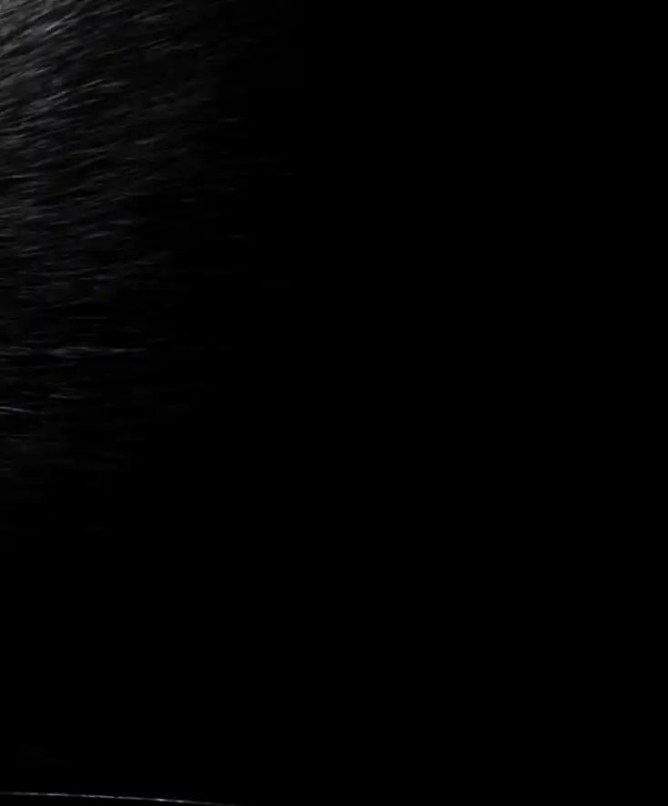Yellow Eyed Cat Wall Art