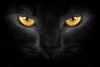Yellow Eyed Cat Wall Art