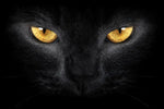 Yellow Eyed Cat Wall Art