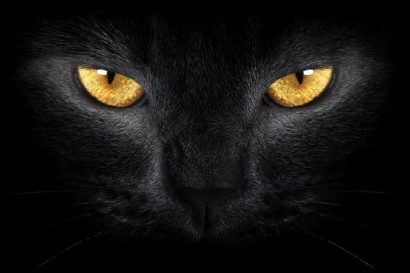 Yellow Eyed Cat Wall Art