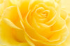 Yellow Rose Petals Wall Art